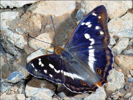 vlinder 14